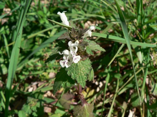 Lamium bifidum (2)
