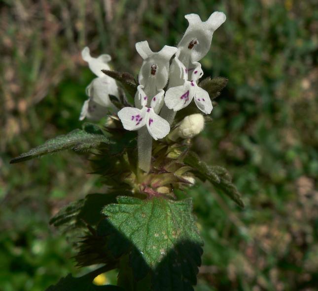Lamium bifidum(1)