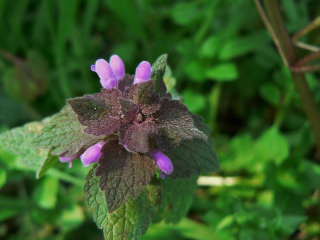 Lamium purpureum (1)