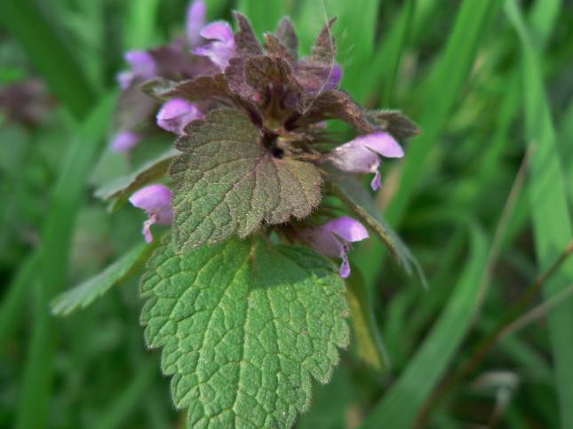 Lamium purpureum(3)