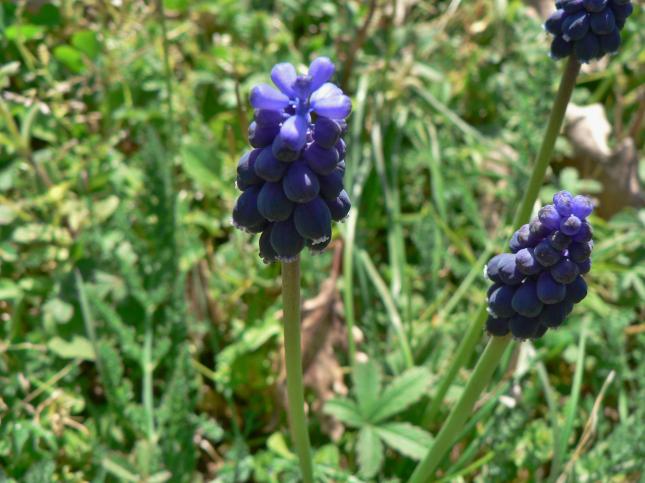 Muscari botryoides (1)