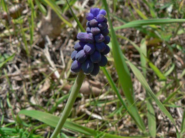 MUscari botryoides(2)