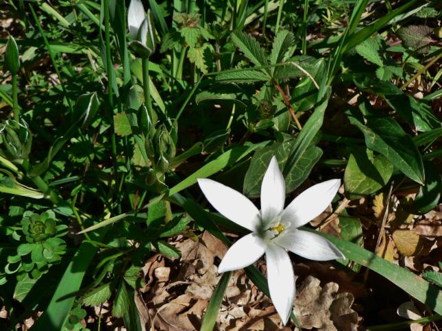 Ornitogalum umbellatum(1)