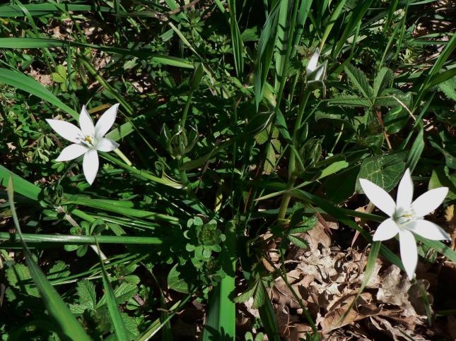 Ornitolagum umbellatum(2)