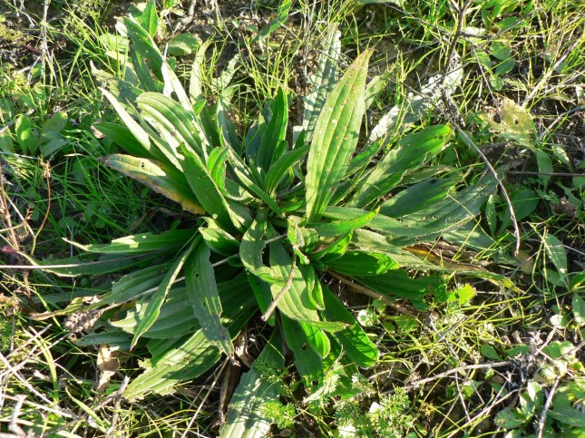 plantago lanceolata (1)