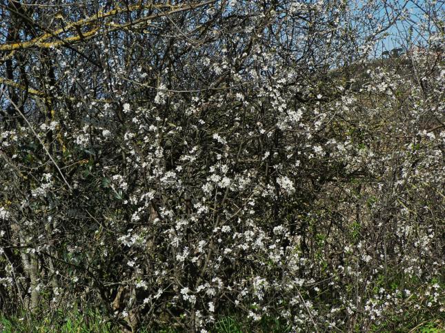 Prunus spinosa prugnolo (1)