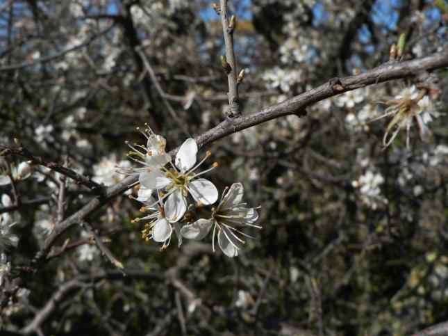 Prunus spinosa prugnolo (2)