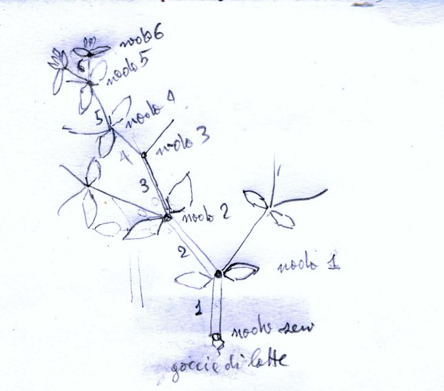 schizzo_euforbiacea0001