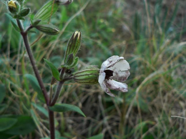 Silene latifolia (3)