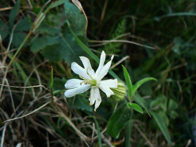 Silene latifolia