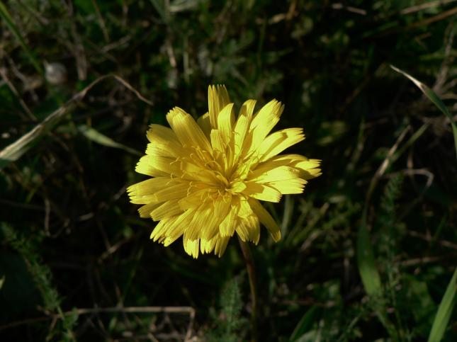 sofia_1812_asteracea_fiore_ligule