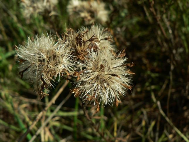 Sofia_18_12_A. linòrysis_pappi