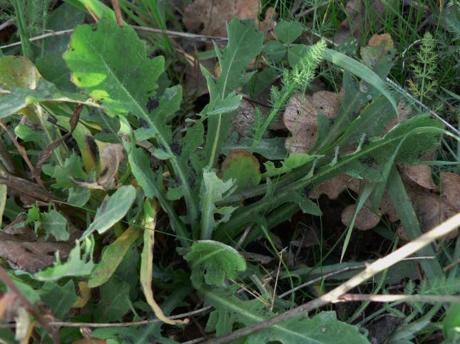 Sofia_18_12_asteracea_edule