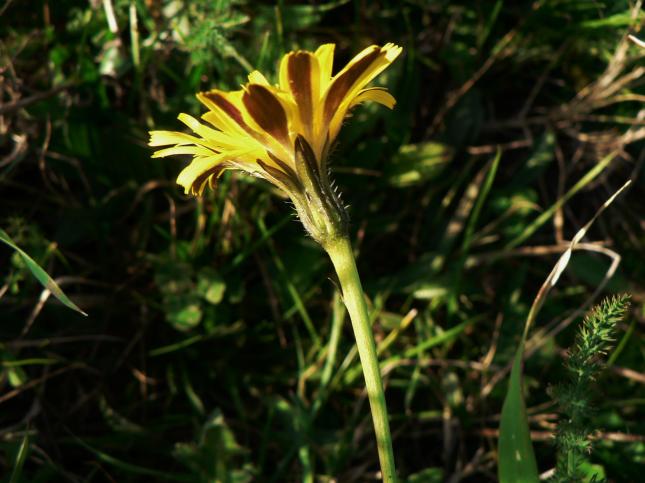 sofia_18_12_asteracea_involucro