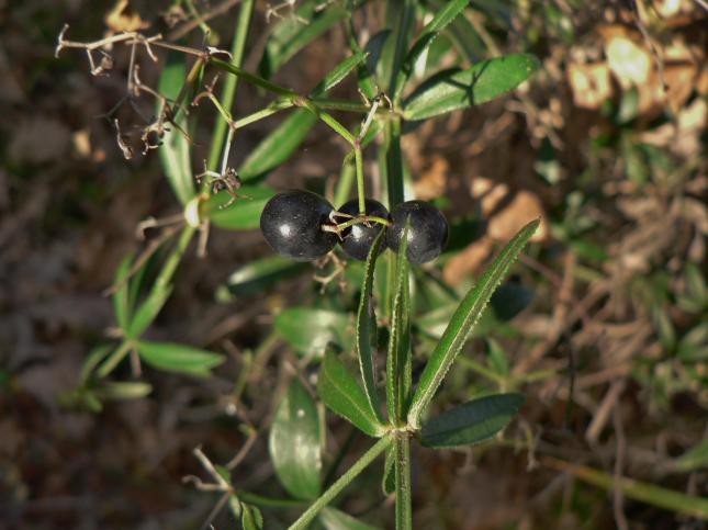 sofia_18_12_robinia_frutti