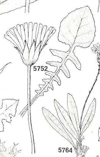 sofia_18_12_urospermum0001