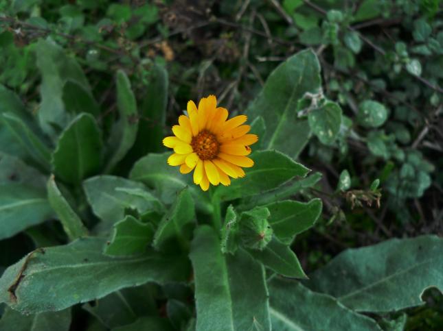 Sofia_fiore_aperto di Calendula