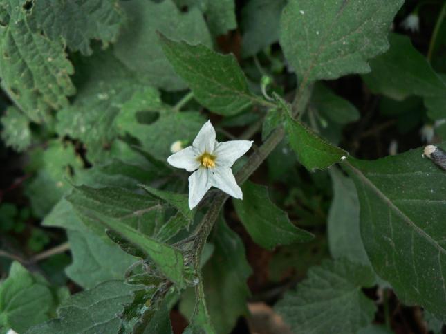 Solanum nigrum(1)
