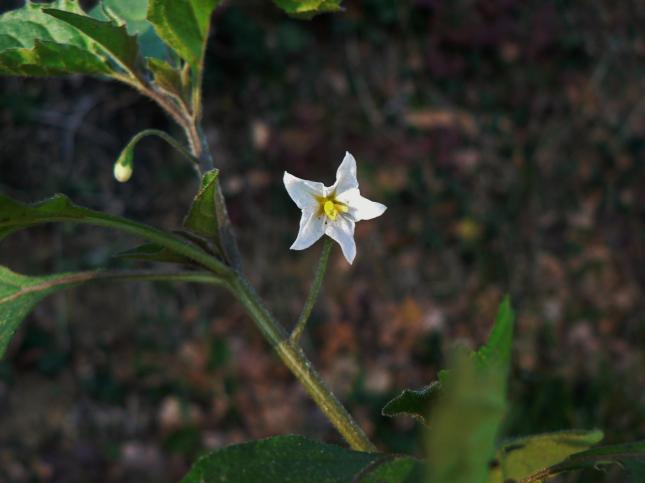 Solanum nigrum(2)