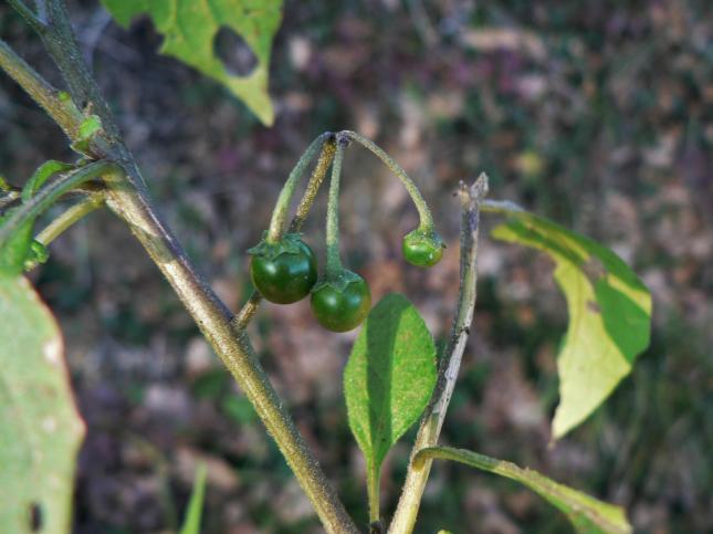 Solanum nigrum(3)