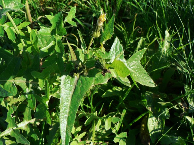 sonchus oleraceus (1)