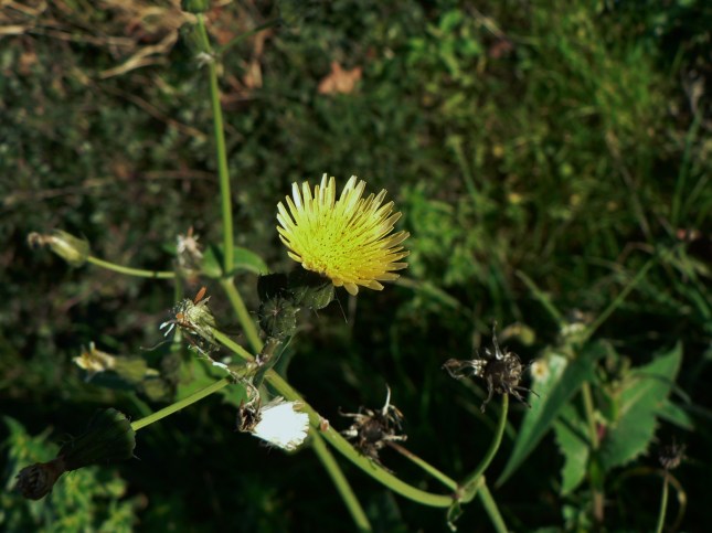 sonchus oleraceus (2)