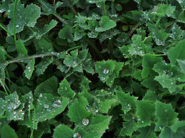 sonchus oleraceus(3)