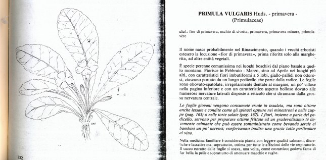 verbenaca0004