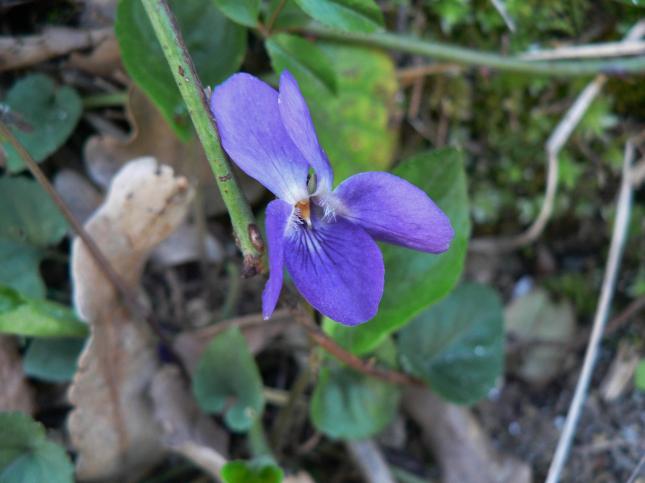 Viola mammola (1)
