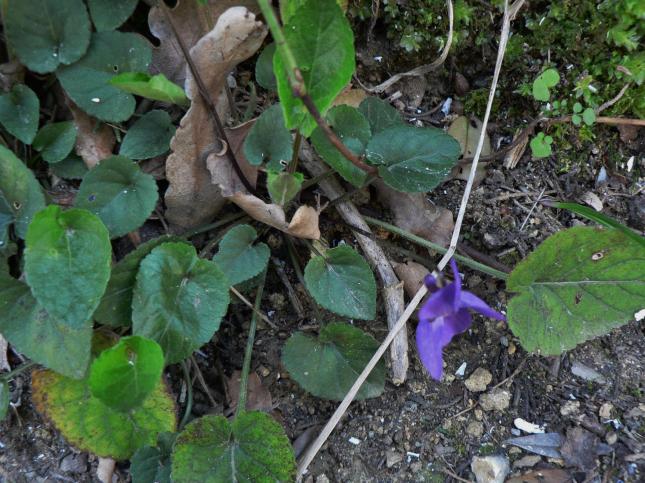 Viola mammola(2)