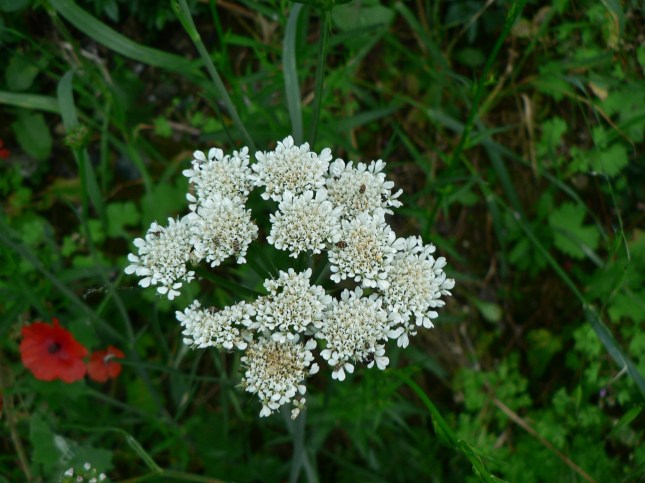 .................................. (5)