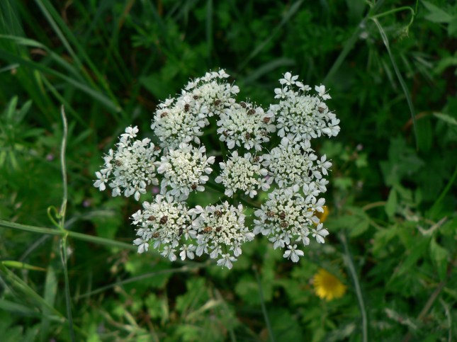 .................................. (6)