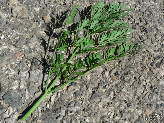 .................................. (7)