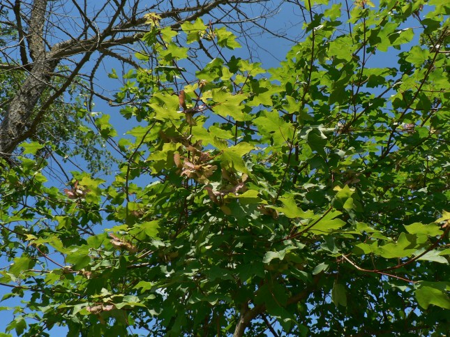 aacero campestre (1)