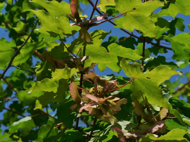 aacero campestre (2)