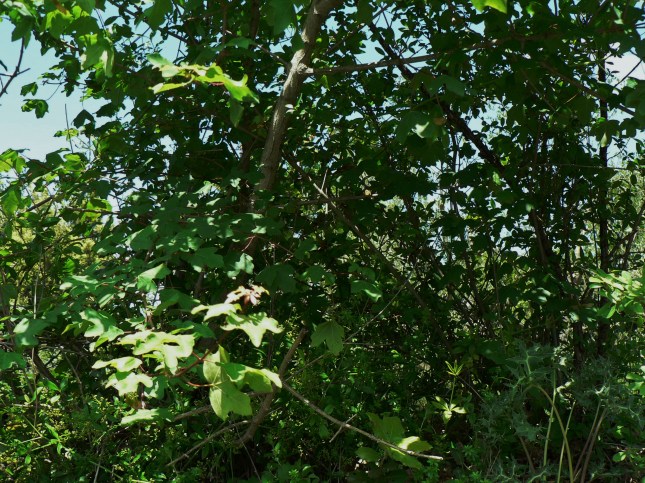 aacero campestre (3)