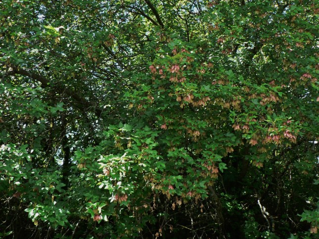 acer monspessolanum (1)