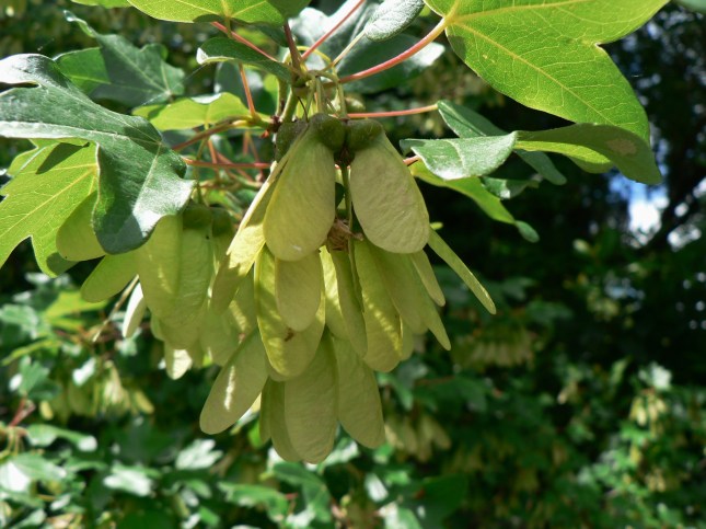 acer monspessolanum (2)