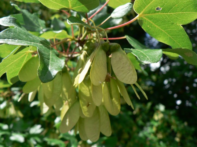 acer monspessolanum (3)
