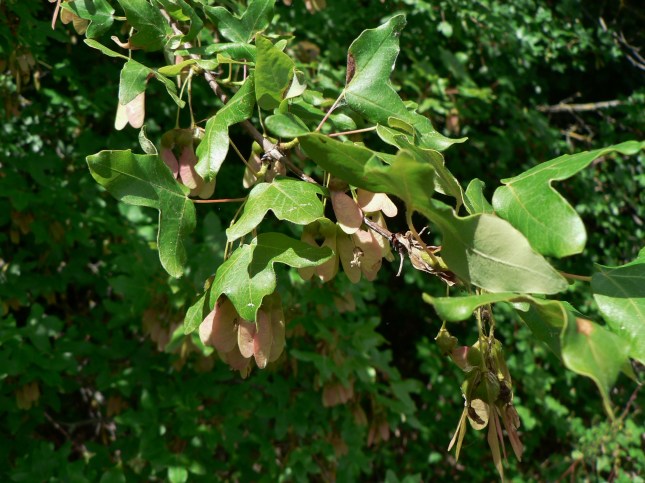 acer monspessolanum (4)