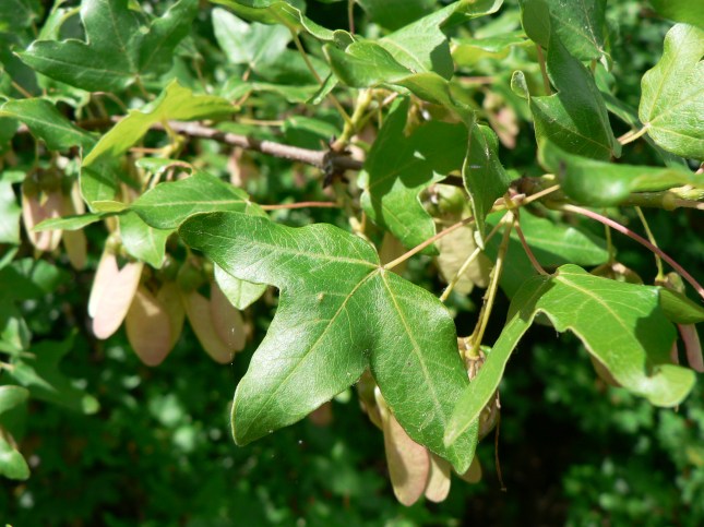 acer monspessolanum (5)