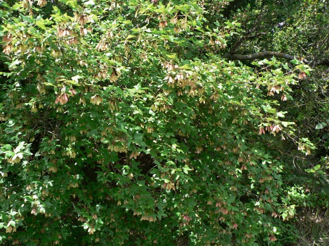 acer monspessolanum (6)