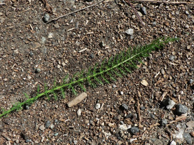 Achillea millefoglie (11)