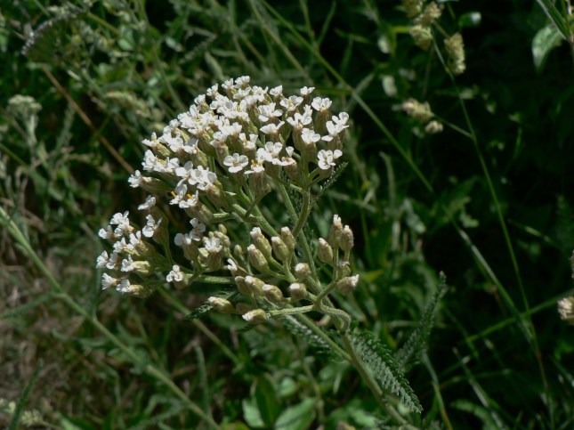 Achillea millefoglie (2)