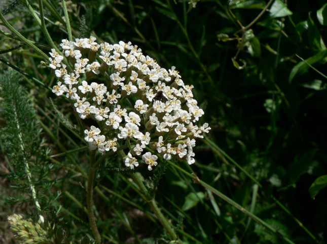 Achillea millefoglie (6)