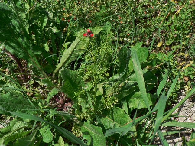 Adonis aestivalis (1)