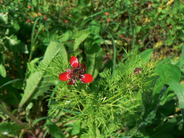 Adonis aestivalis (2)