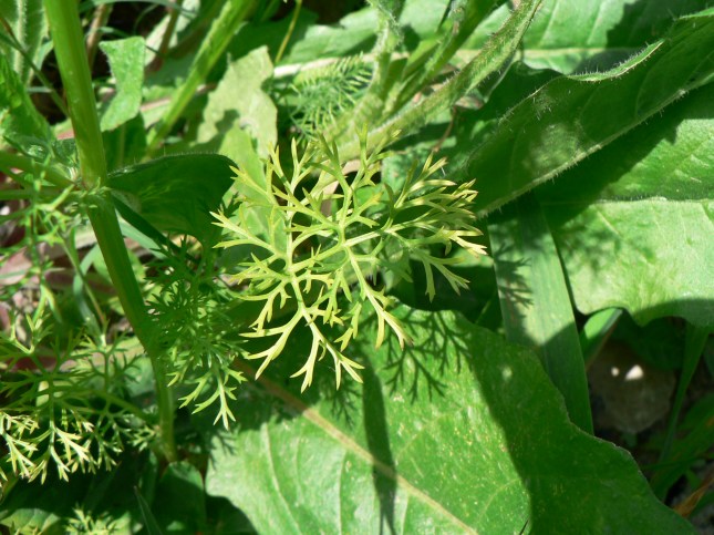 Adonis aestivalis (4)