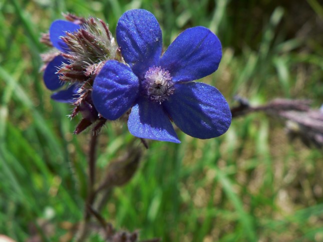 Anchusa azurea (10)