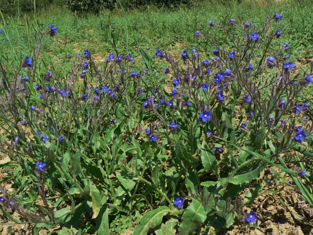 Anchusa azurea (12)